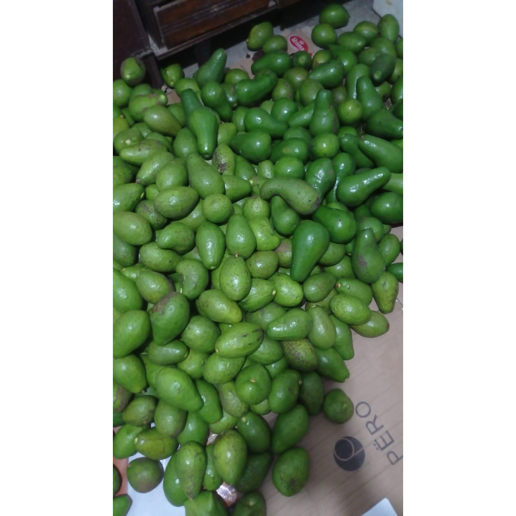 

Alpukat Mentega 1KG isi 2-3 GARANSI (dikirim dalam keadaan mentah)