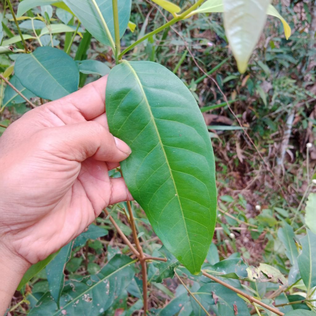 

Daun salam segar 100 lembar