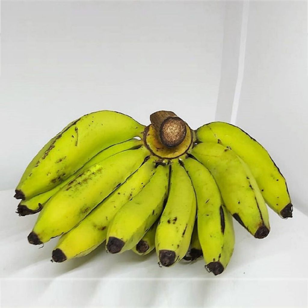 

Pisang Ambon 1 sisir