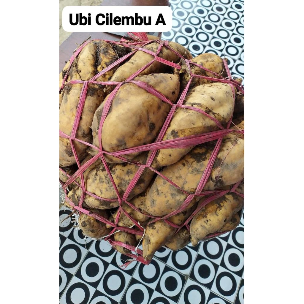 

ubi Cilembu grade A
