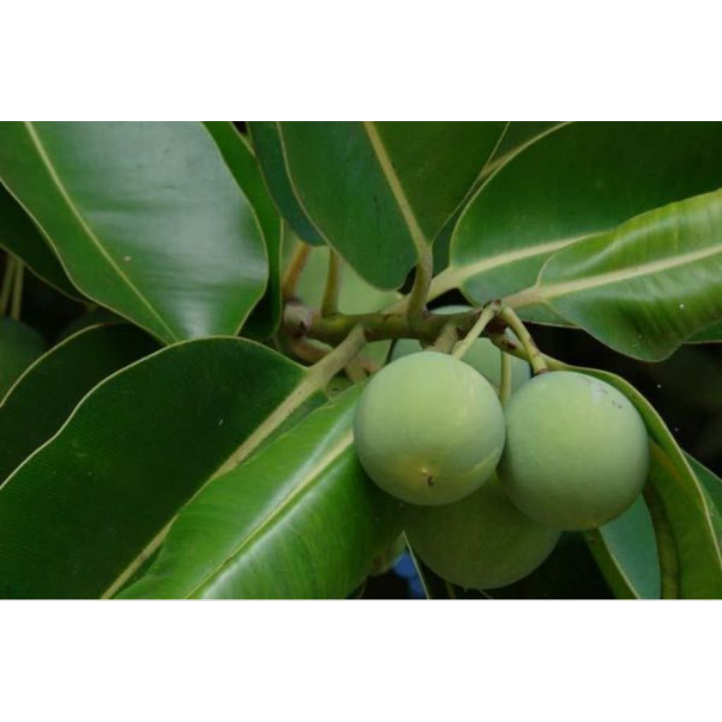 

daun nyamplung segar sepaket isi 500 gram = harga 35.000