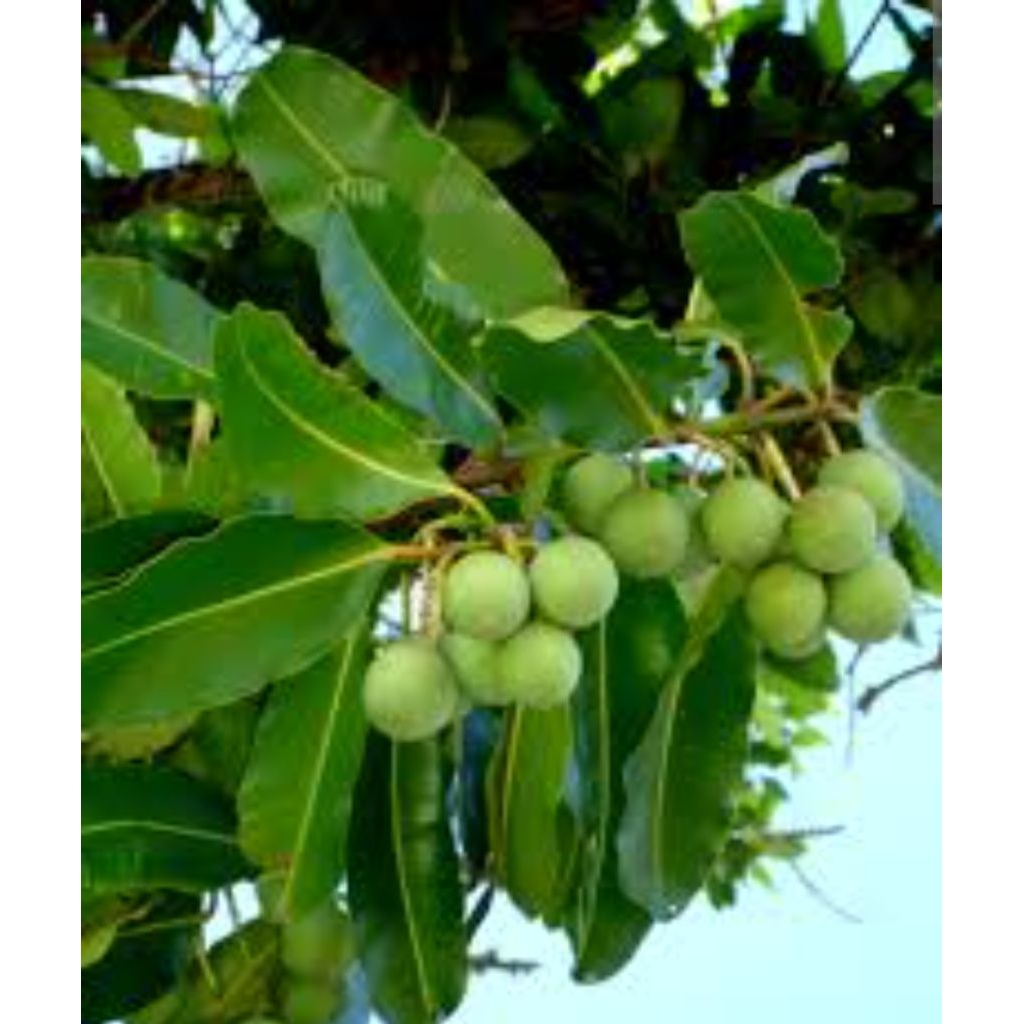 

sepaket isi 500 gram daun nyamplung segar = harga 35.000