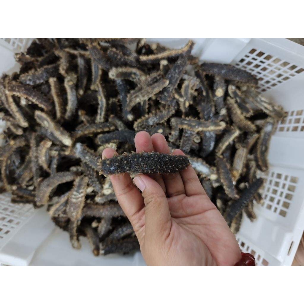 

HAISOM DURI / TERIPANG LAUT DURI GONDRONG