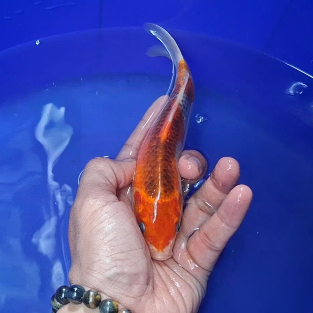 Ikan Koi Blitar Jenis Kujaku / Rumah Koi Jakarta / kode 0032
