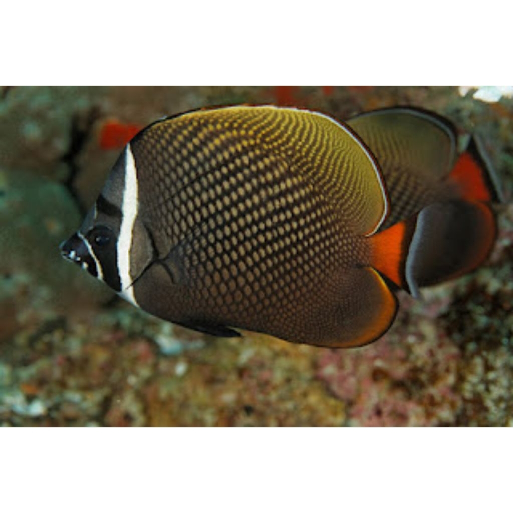 

IKAN HIAS LAUT KEPE PAKISTAN