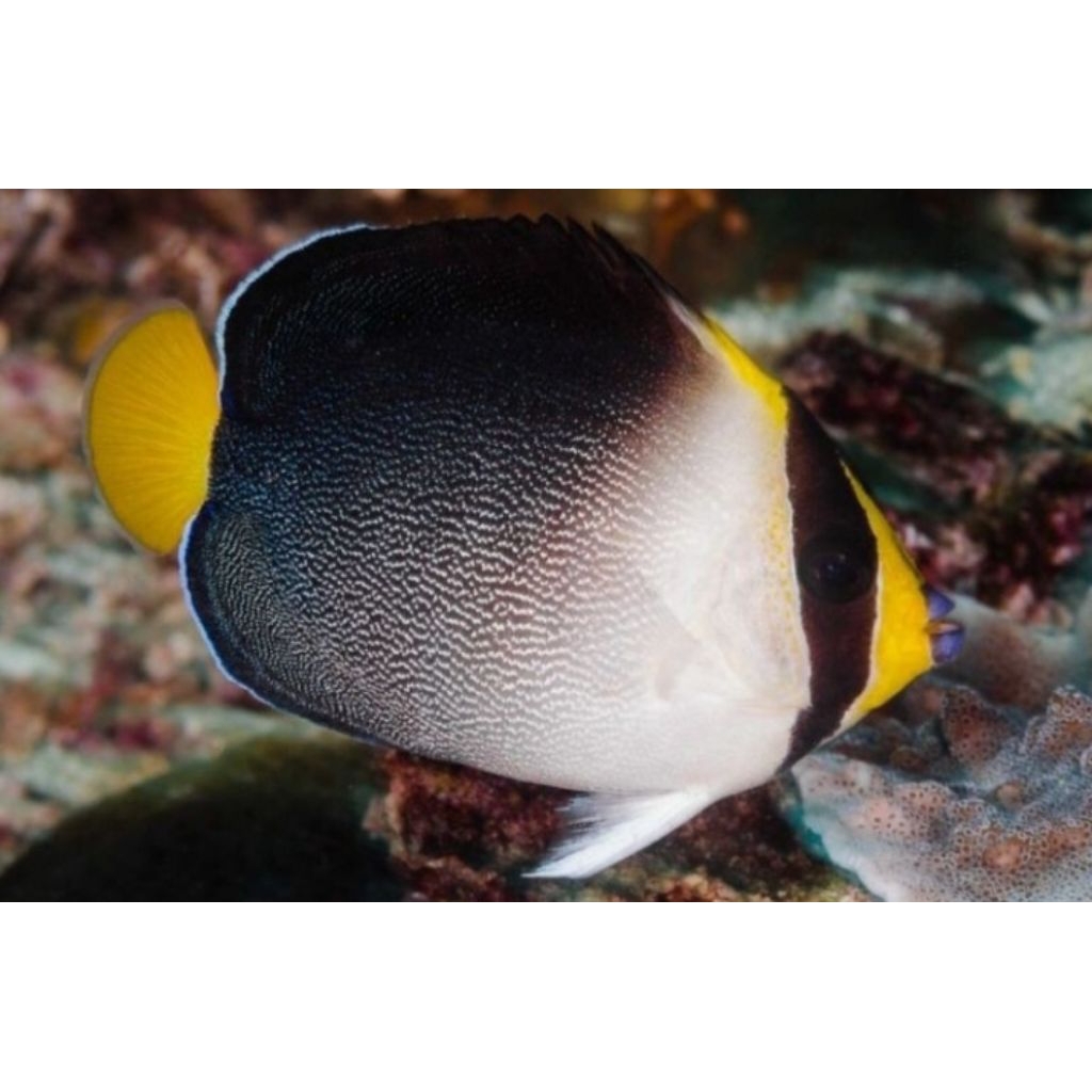 

IKAN HIAS LAUT ANGEL MARMUT