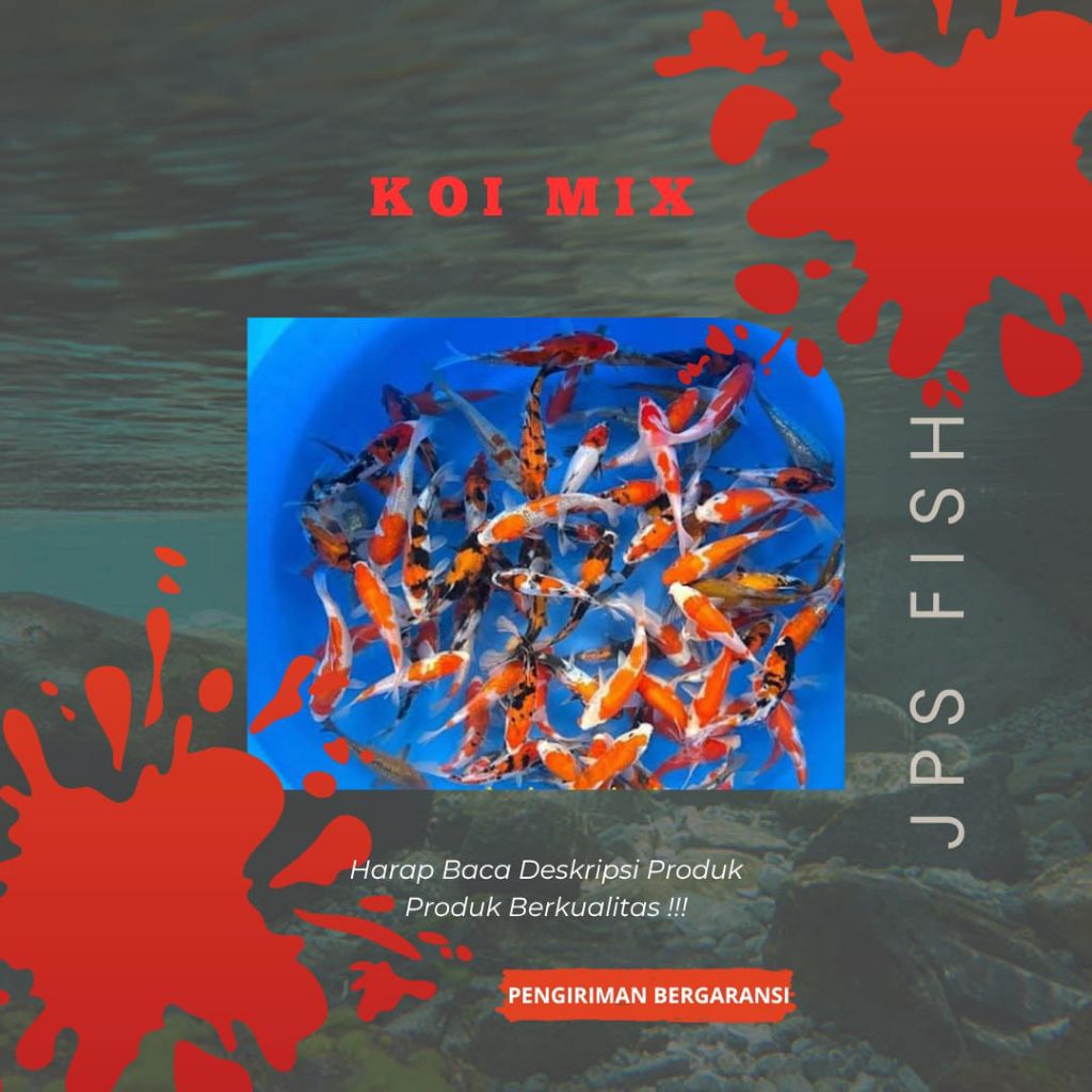 (Seafood) Koi Slayer Platinum Kabuto Gold