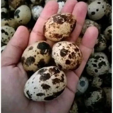 

Telur Puyuh Mentah Fresh Murah Langsung dari peternak