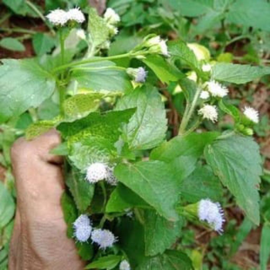 

Daun Babadotan Segar Obat Herbal alami 1kg