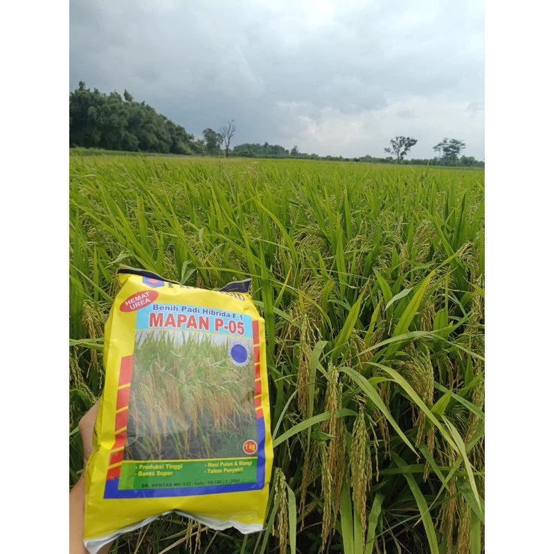 

KEMASAN PABRIK!! benih padi hibrida f1 mapan p-05 1kg bibit padi by primasid exp 06/2026 Primasid barang READY! exp 2026