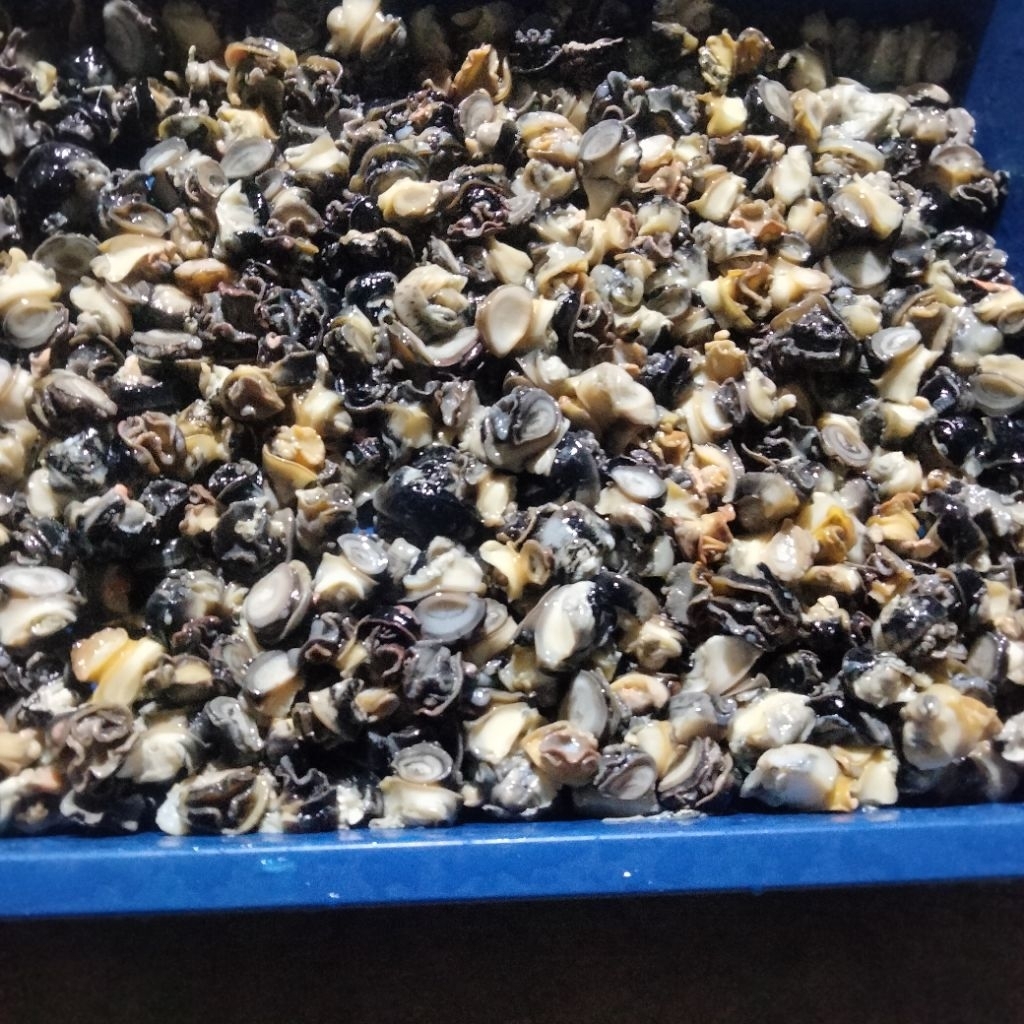 

KEONG SAWAH REBUS DAGING BERSIH 500 gram