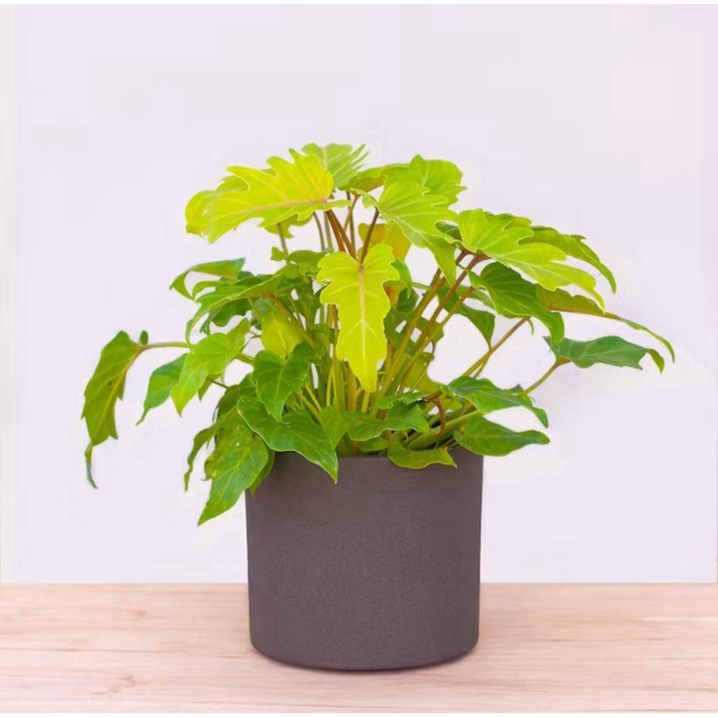 Thaumatophyllum Xanadu