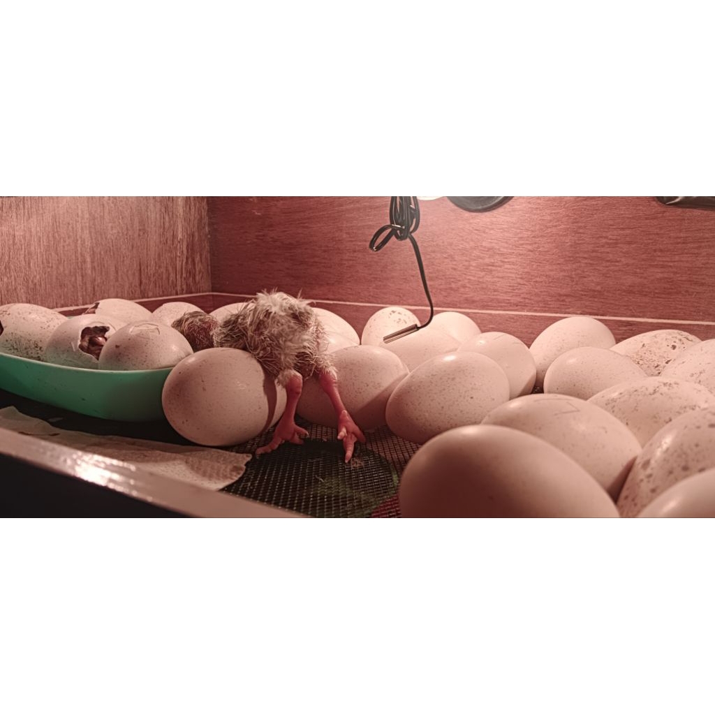 

telur kalkun fertil golden falm