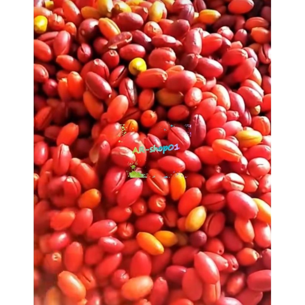 

kulit tangkil melinjo fress segar per 1 kg