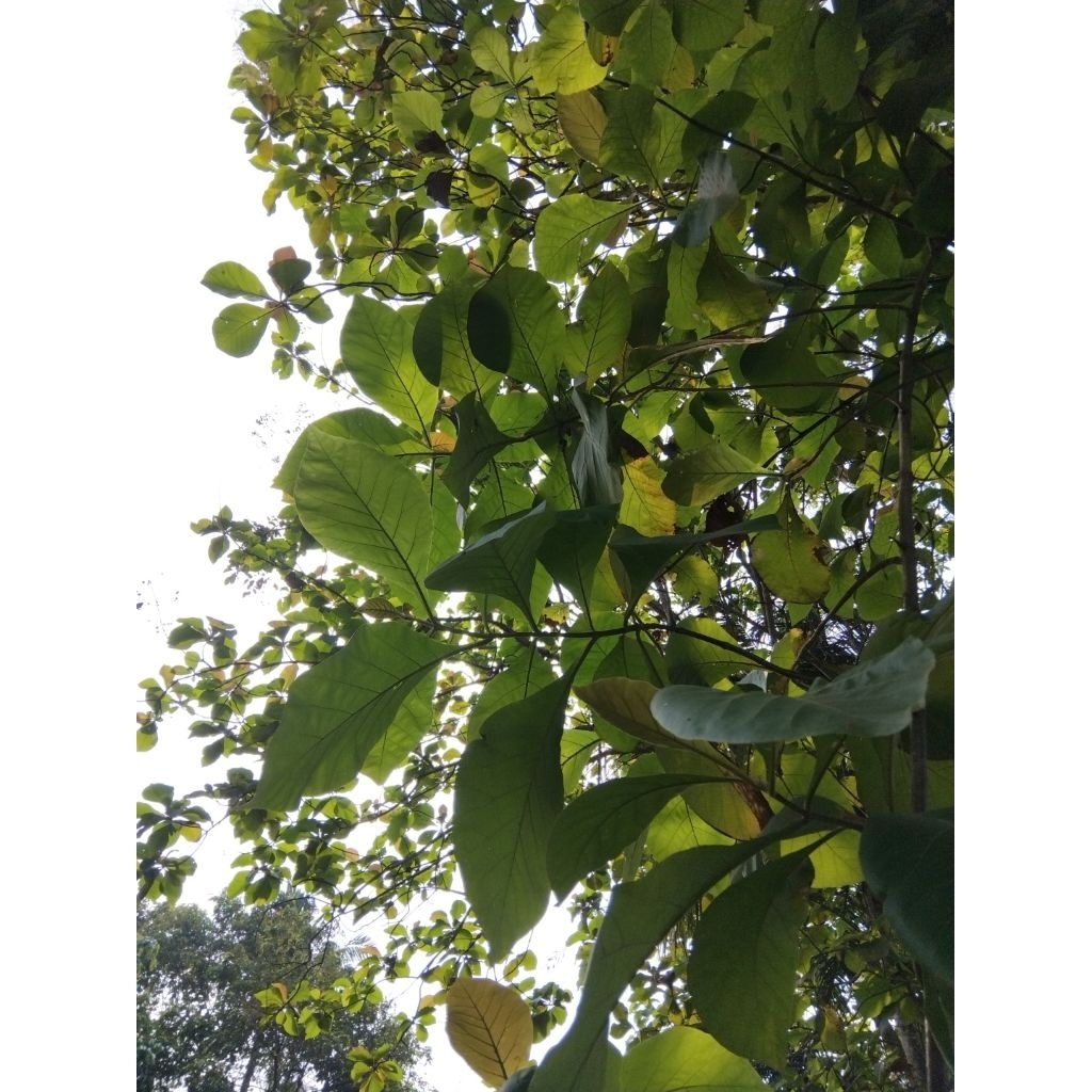 

Daun jati petik langsung di pohon