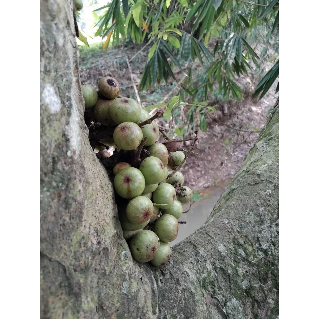 

Buah loa, buah lo buah langka petik langsung di pohon