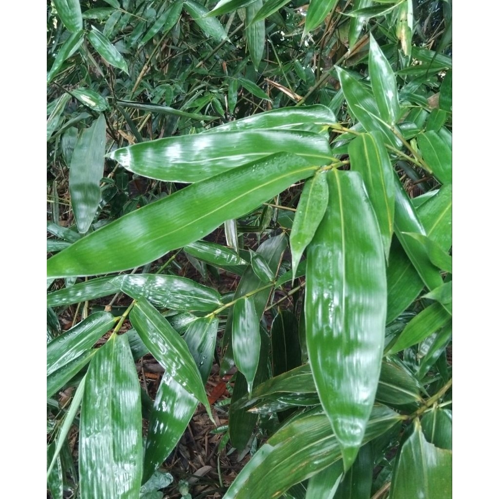 

Daun Bambu 40 lembar Gratis 10lembar petik langsung di pohon