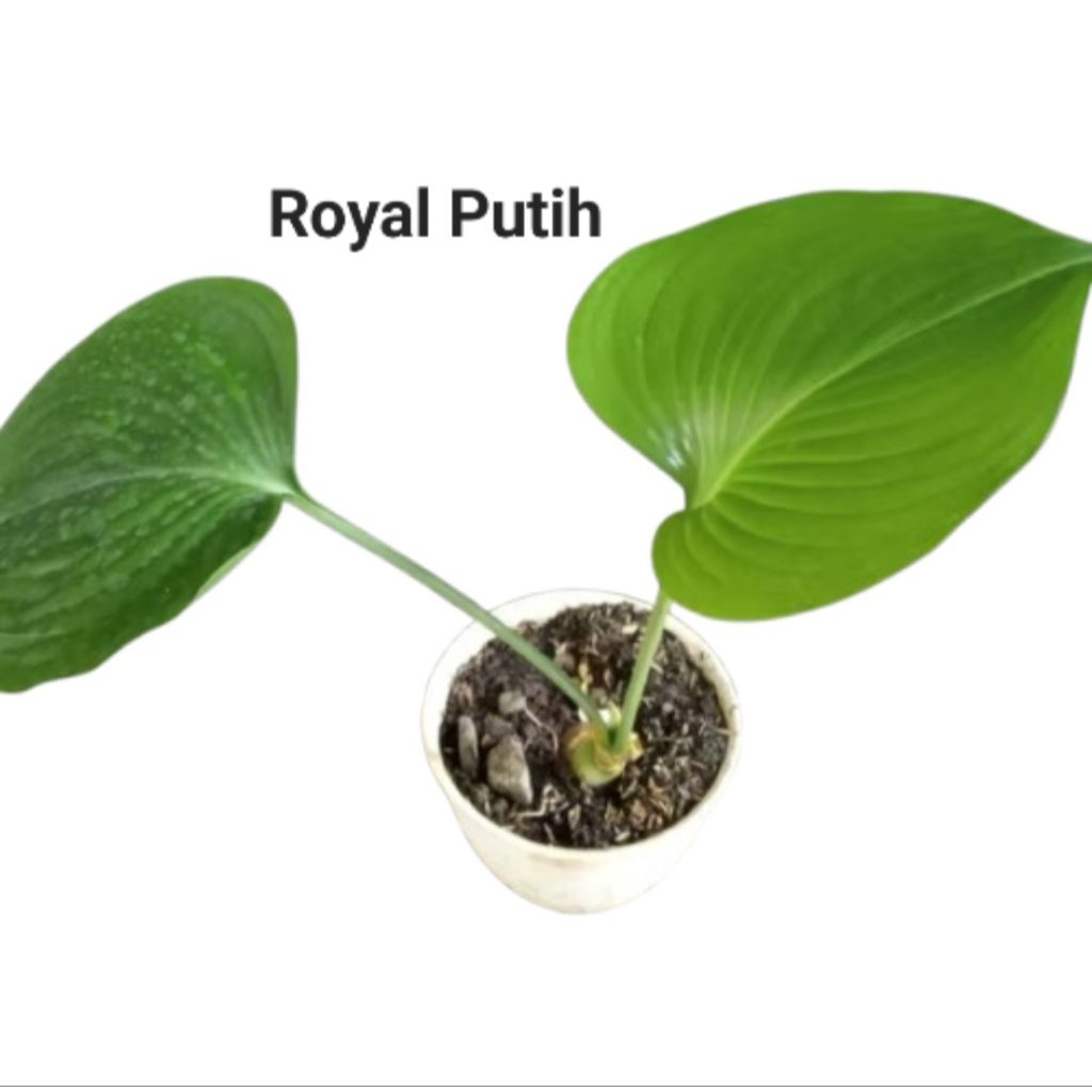 TANAMAN HIAS HOSTA / KELADI TAPAK KUDA