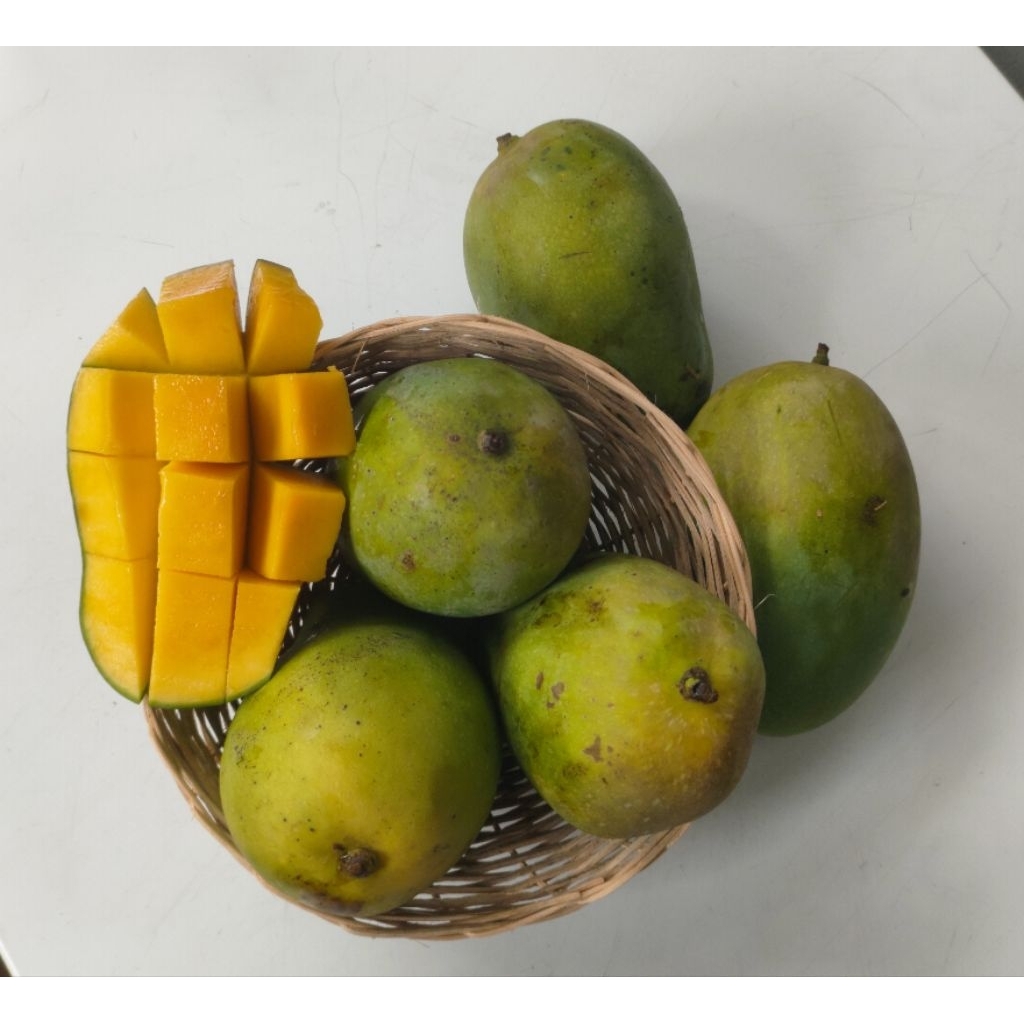 Mangga Harum Manis matang pohon