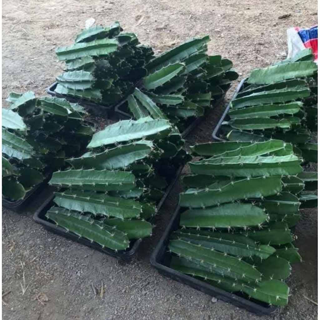 bahan grafthing kaktus triangel (rootstock)