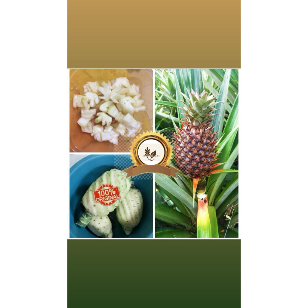 

Nanas Muda Langsung Petik 100% Asli