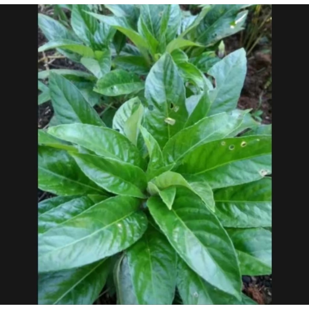 

daun rende lalapan per 500gram