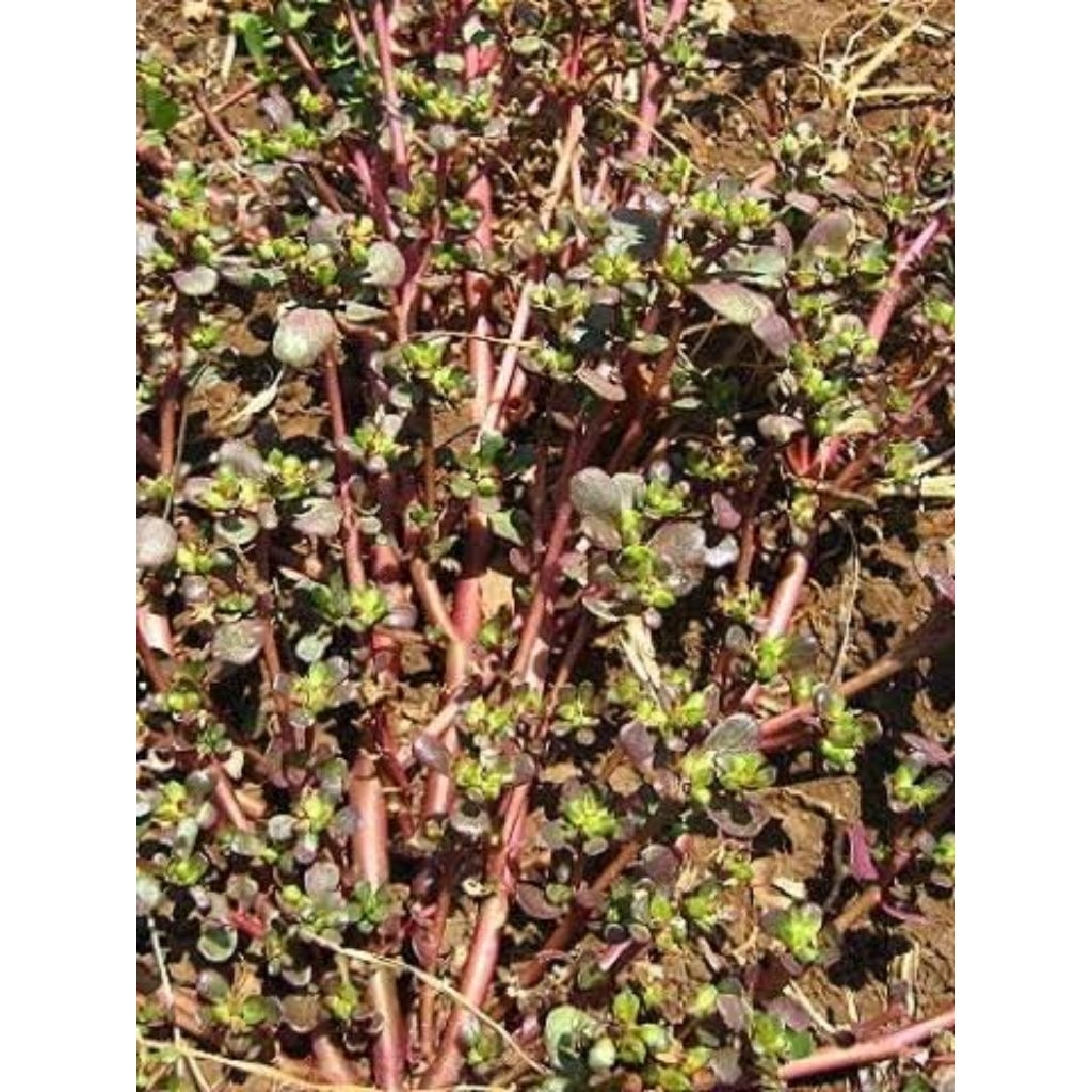 

krokot gelang paket 500 gr