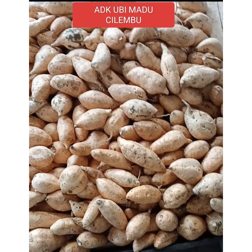 

UBI MADU CILEMBU MENTAH 100 KG SIAP KIRIM SPEK ARBEN