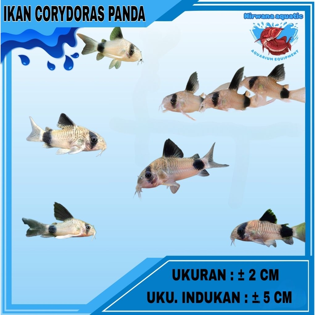 (INSTAN) IKAN CORYDORAS PANDA & ALBINO - UKURAN INDUKAN