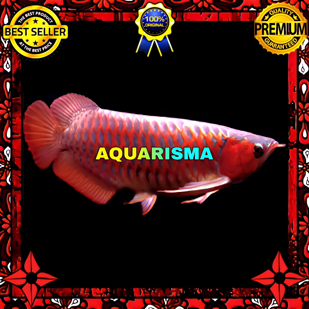 KEBUTUHAN AKUARIUM - ARWANA SUPER RED DRAGON SCLEROPAGES FORMOSUS 17-18 CM