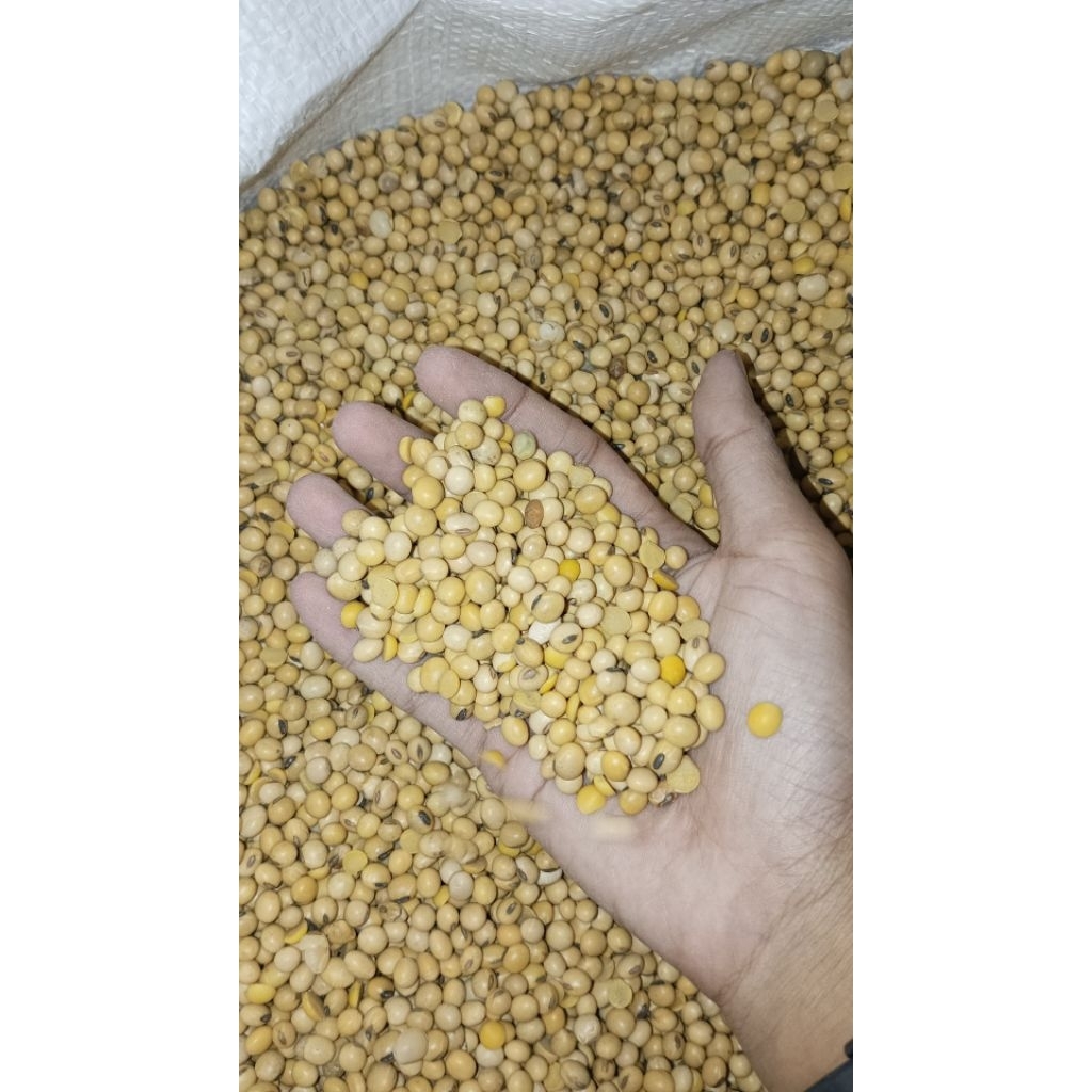 

KEDELAI IMPOR 1 KARUNG 50 KG