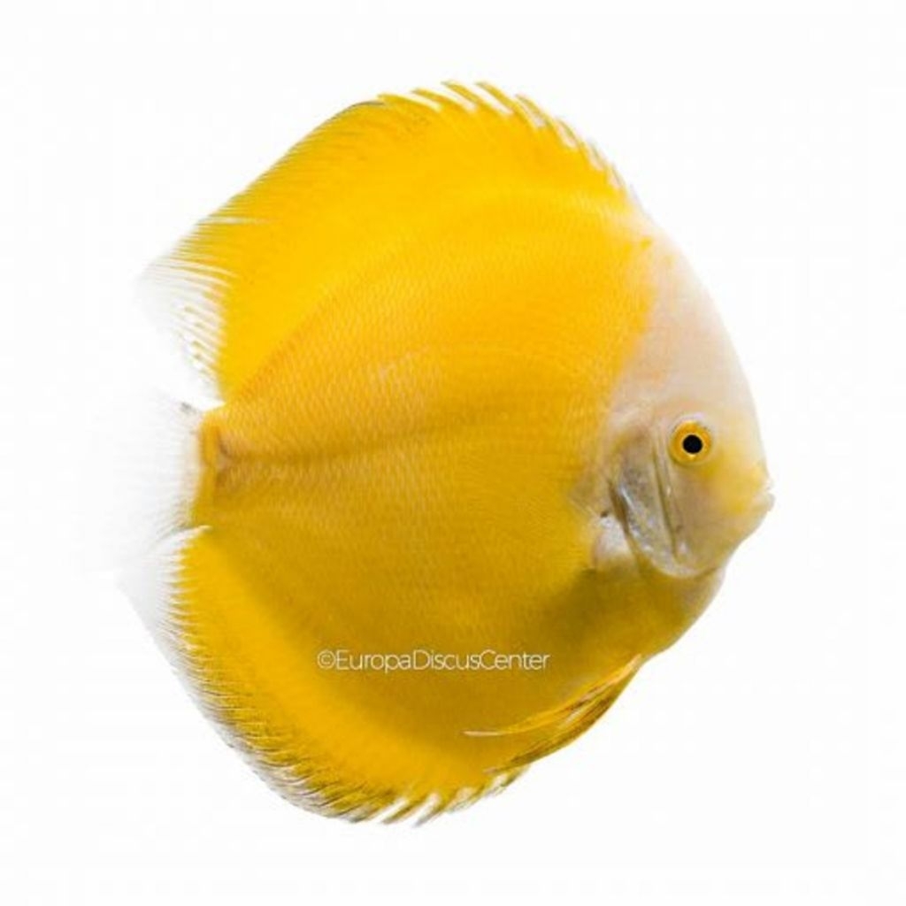 Discus Golden Milenium / Hias Aquarium