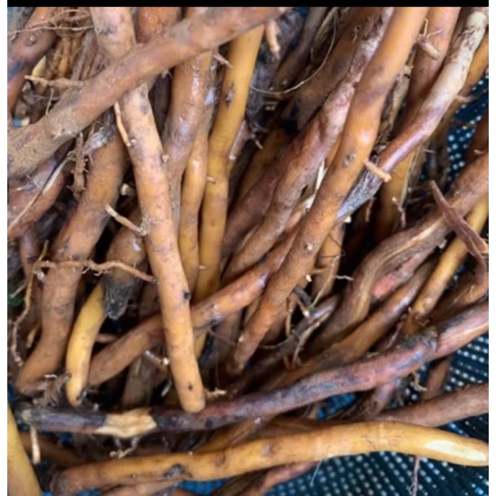 

Akar Aren Segar-Akar Bersih Higienis Kemasan 500 - 1kg akar kawung herbal