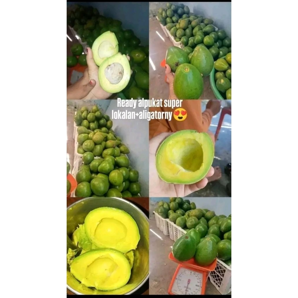 

Alpokat Mentega Jumbo Dijamin Fresh dan segar