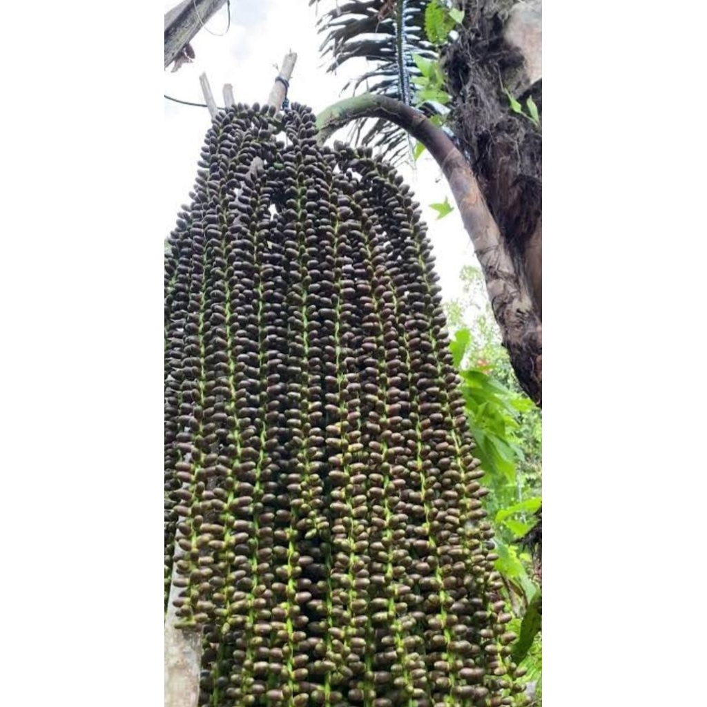 

Bunga aren segar murah berkualitas 1kg