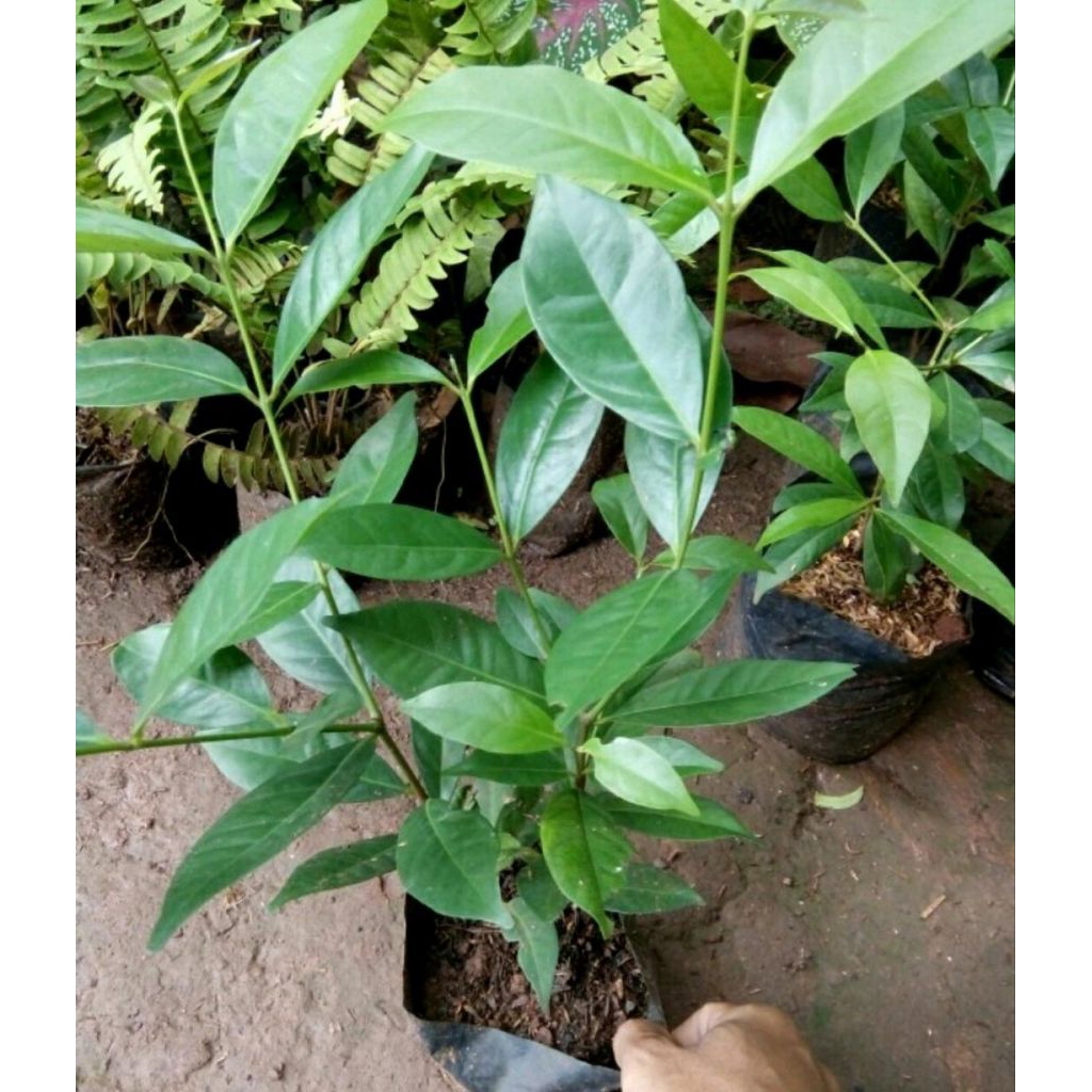 

daun salam segar baru petik 1 kg