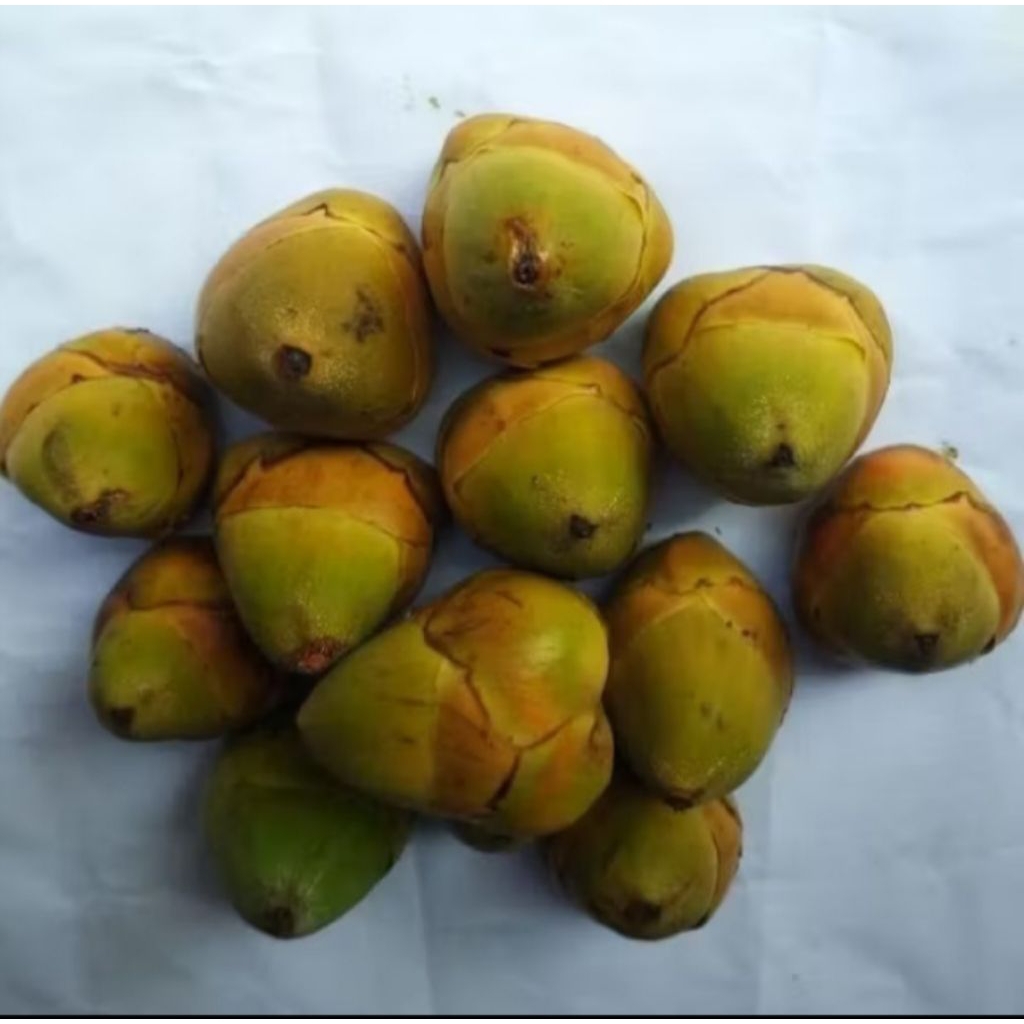 

buruluk/tembuluk/pentil kelapa isi 10,isi 15, isi 20