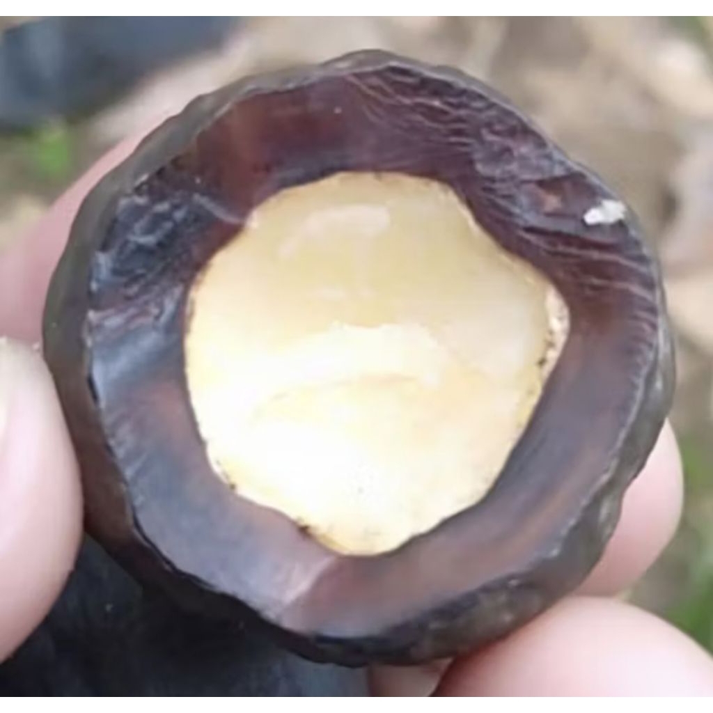 Muncang Adu Jenis Yanti Batok Tebal Beli 3 Bonus 1