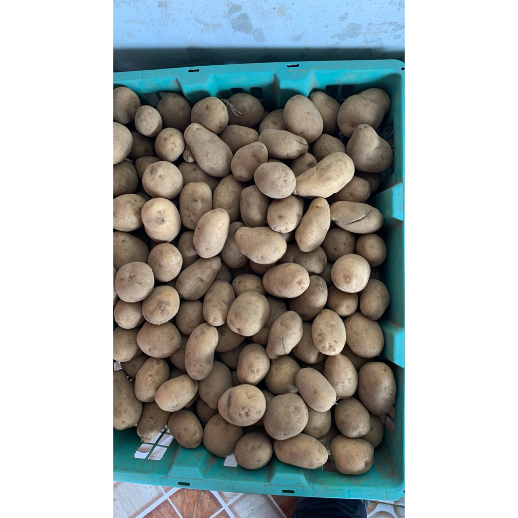 

kentang mini Dieng kemasan 500 gram