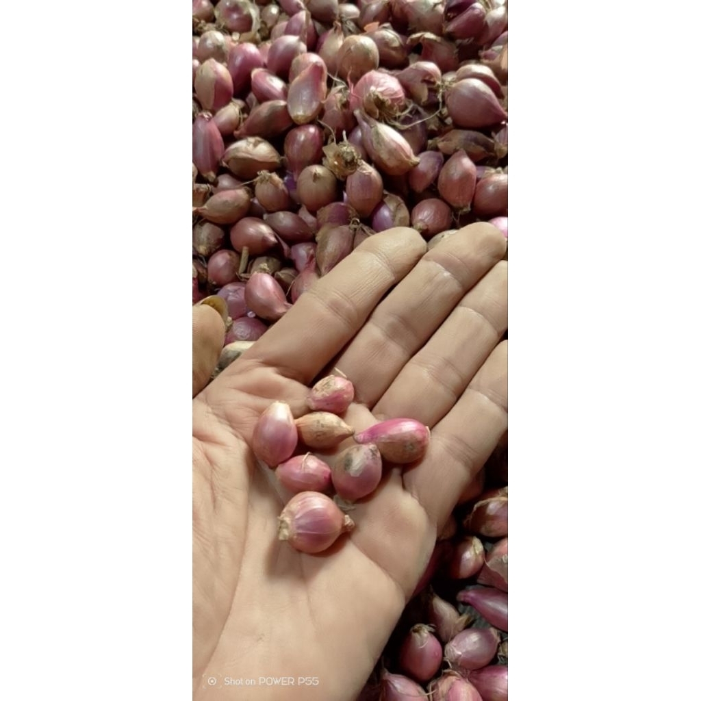 

bawang merah lembut murah meriah 1000g