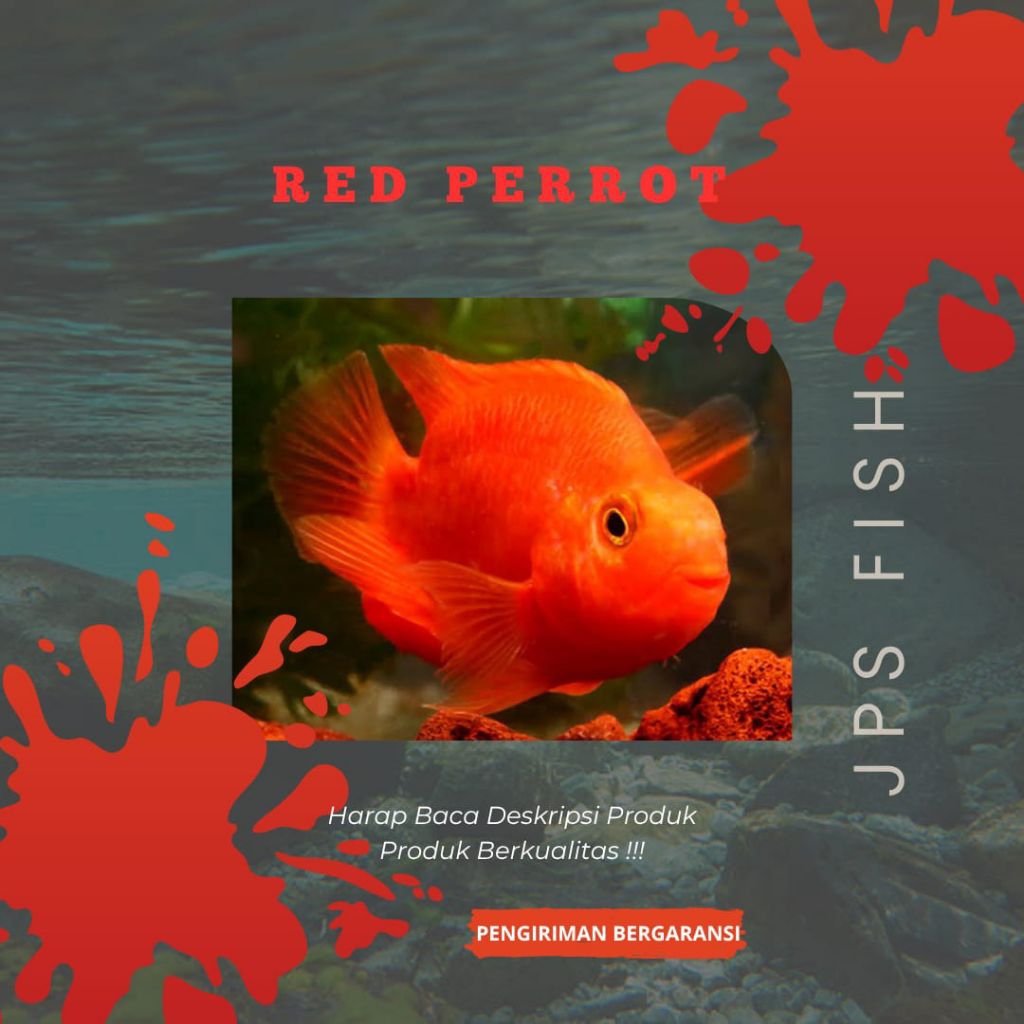 (Seafood) Red Perrot Hiasan Aquarium