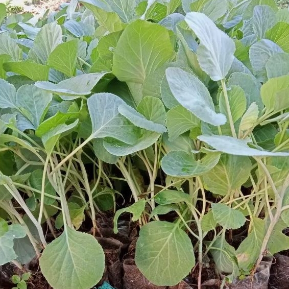 Bibit Sayuran Kubis Siap Tanam