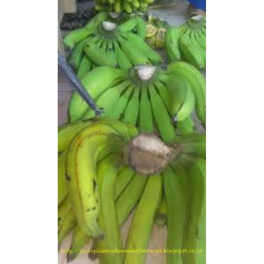 

pisang nangka 1 kg