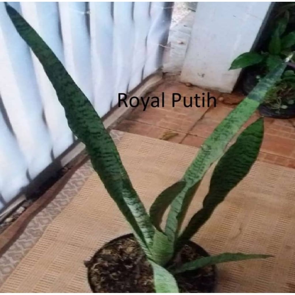 sansiviera hijau mini dan sansiviera hijau