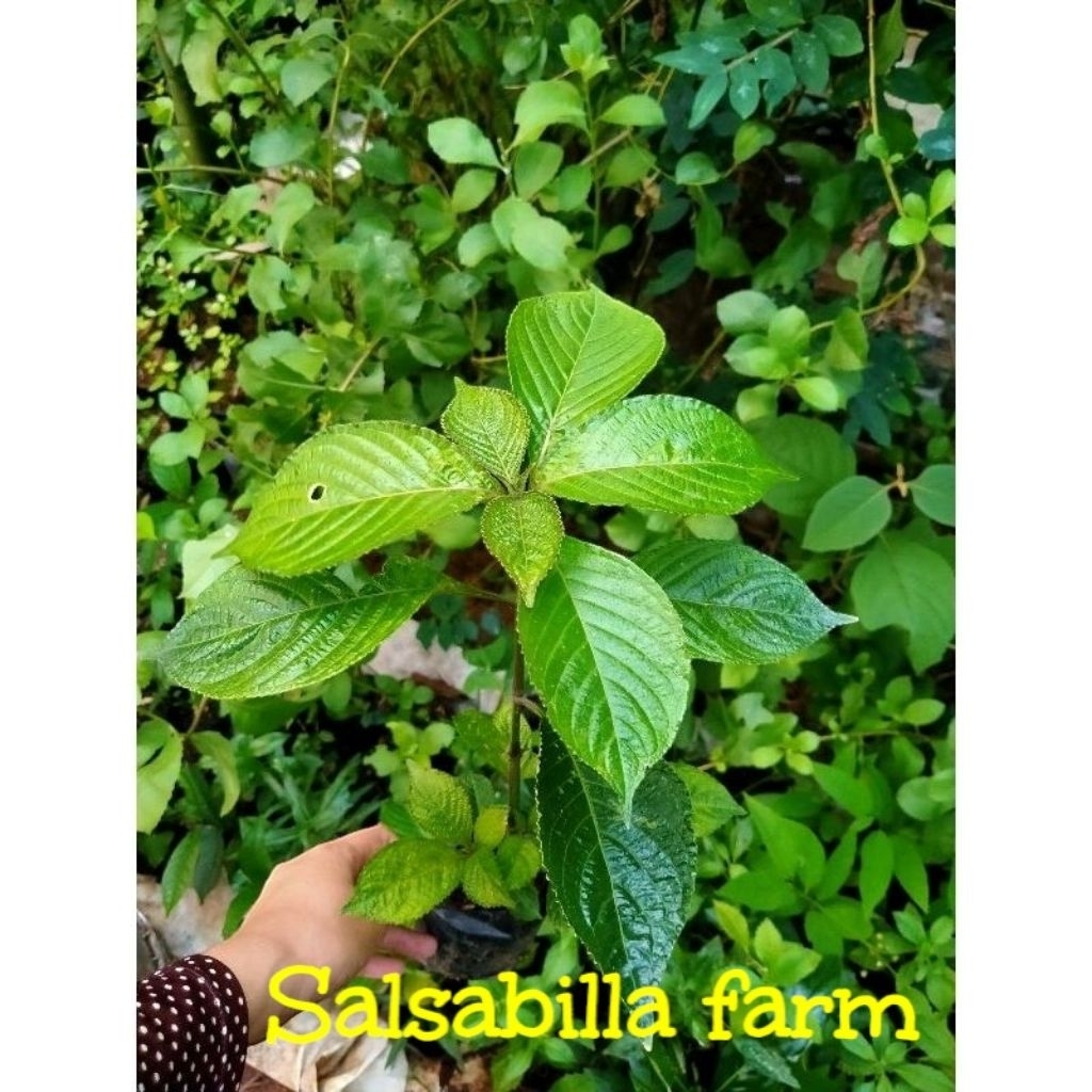 Tanaman Herbal Keji Beling Mengobati Diabetes Mengobati Batu Ginjal