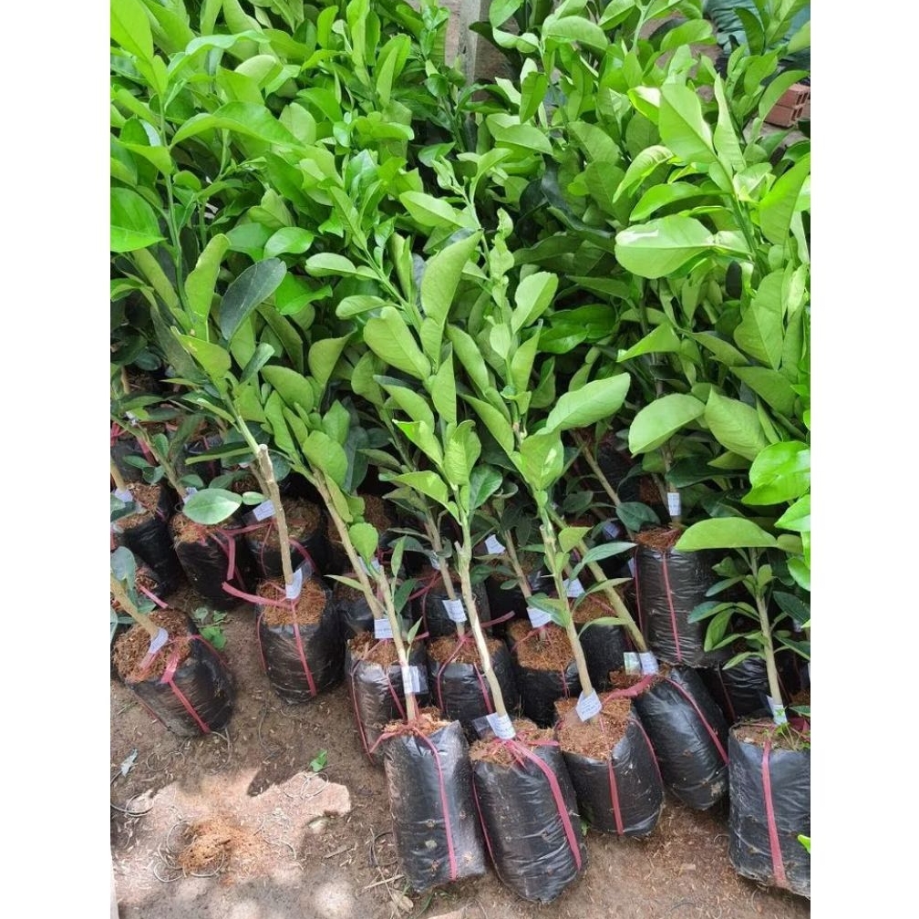 Promo Pohon Buah Jeruk Peras/bibit jeruk peras