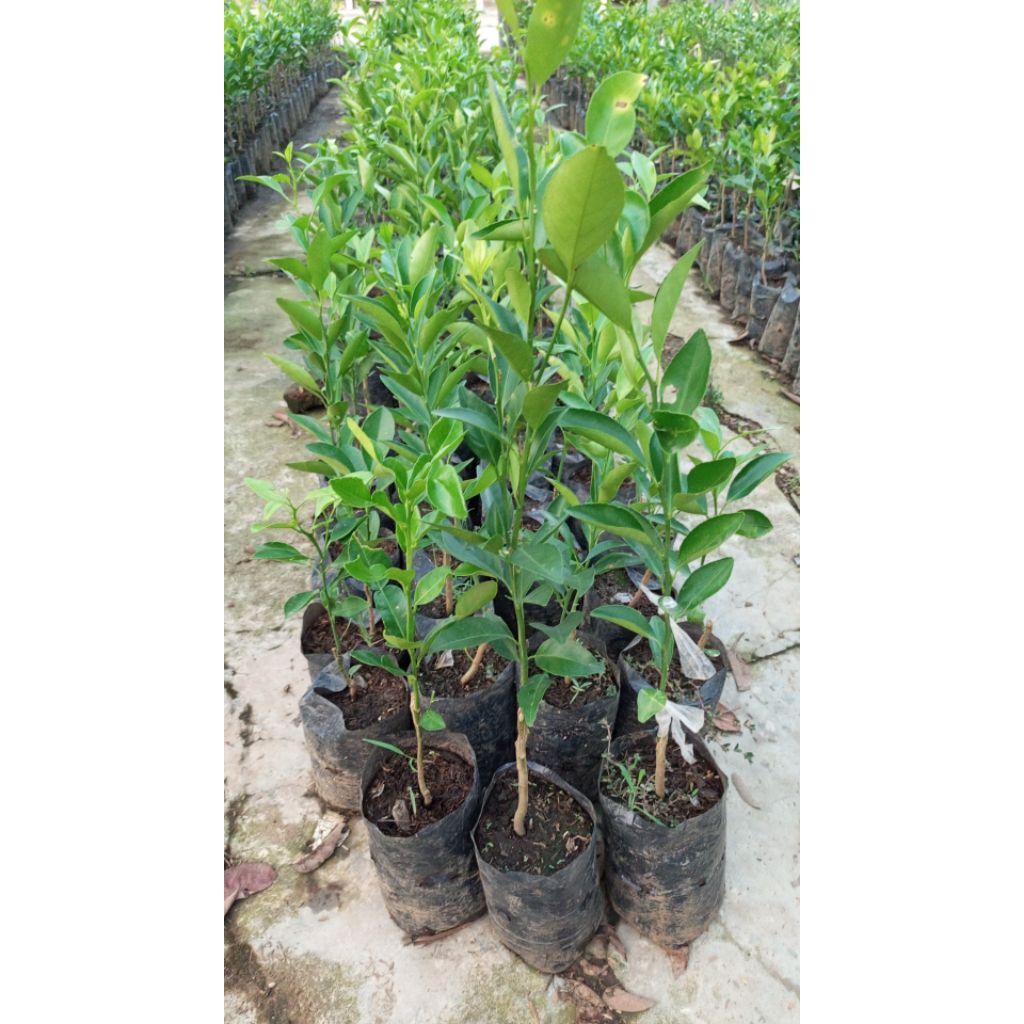 bibit jeruk manis bw