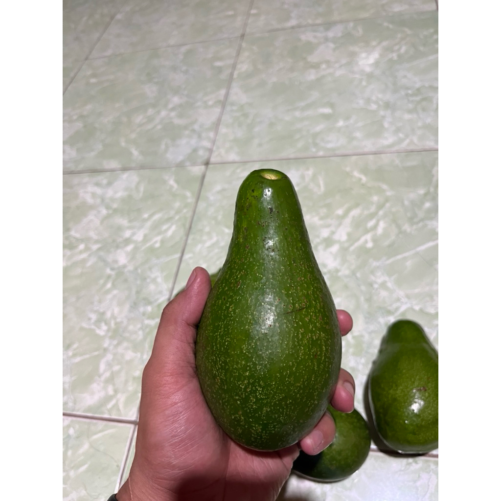 

AlPUKAT MENTEGA GRADE A khas gunung muria 1kg isi (2-4) buah