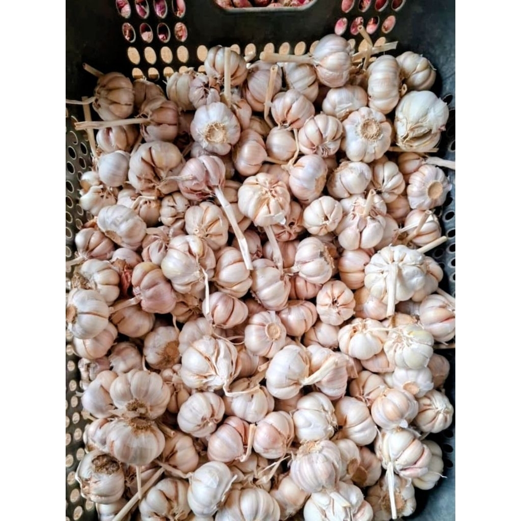 

Bawang putih 1kg