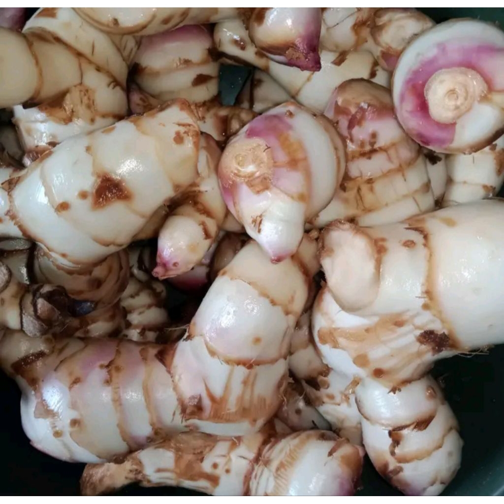 

Ubi ganyong merah/ganyol segar (500gram)